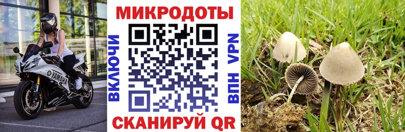 Галлюциногенные грибы прущие грибы  Малая Вишера 